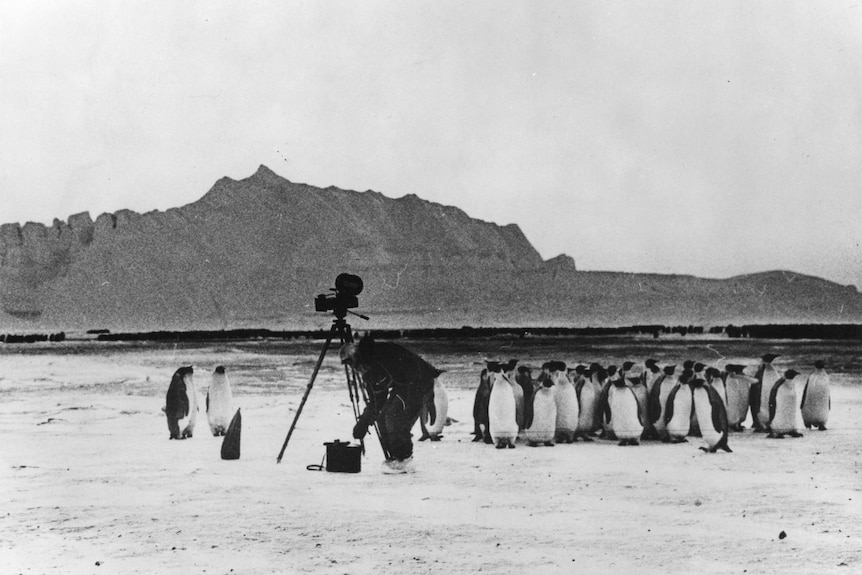 Black and white photo of Parer with camera on tripod surrounded by penguins.