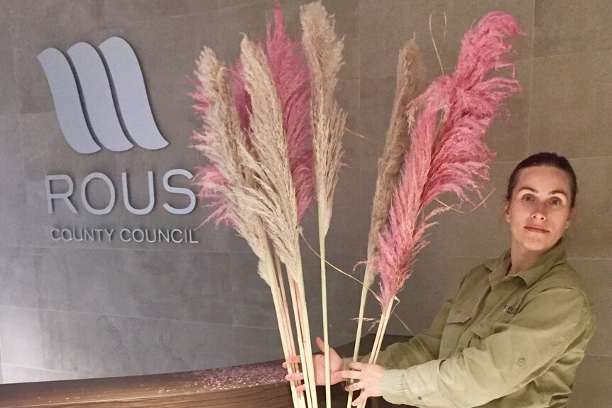 A Rous County biosecurity officers stands with seized pampas grass