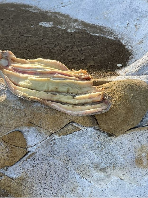 Image of discarded fish carcasses at a suspected illegal fishing camp on Sir Graham Moore Island in the Kimberley.
