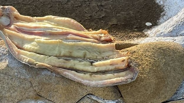 Image of discarded fish carcasses at a suspected illegal fishing camp on Sir Graham Moore Island in the Kimberley.