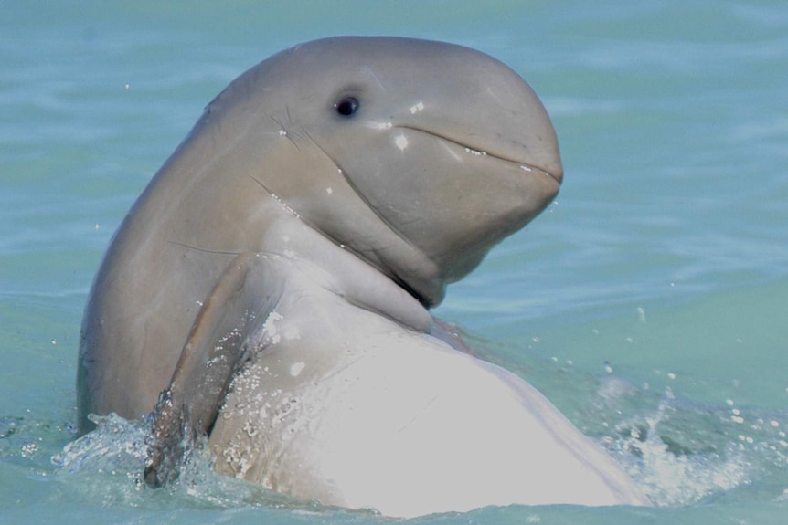 Snubfin dolphin