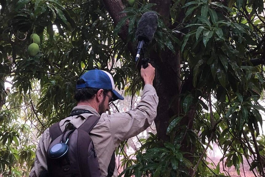 A man points a microphone at a tree.