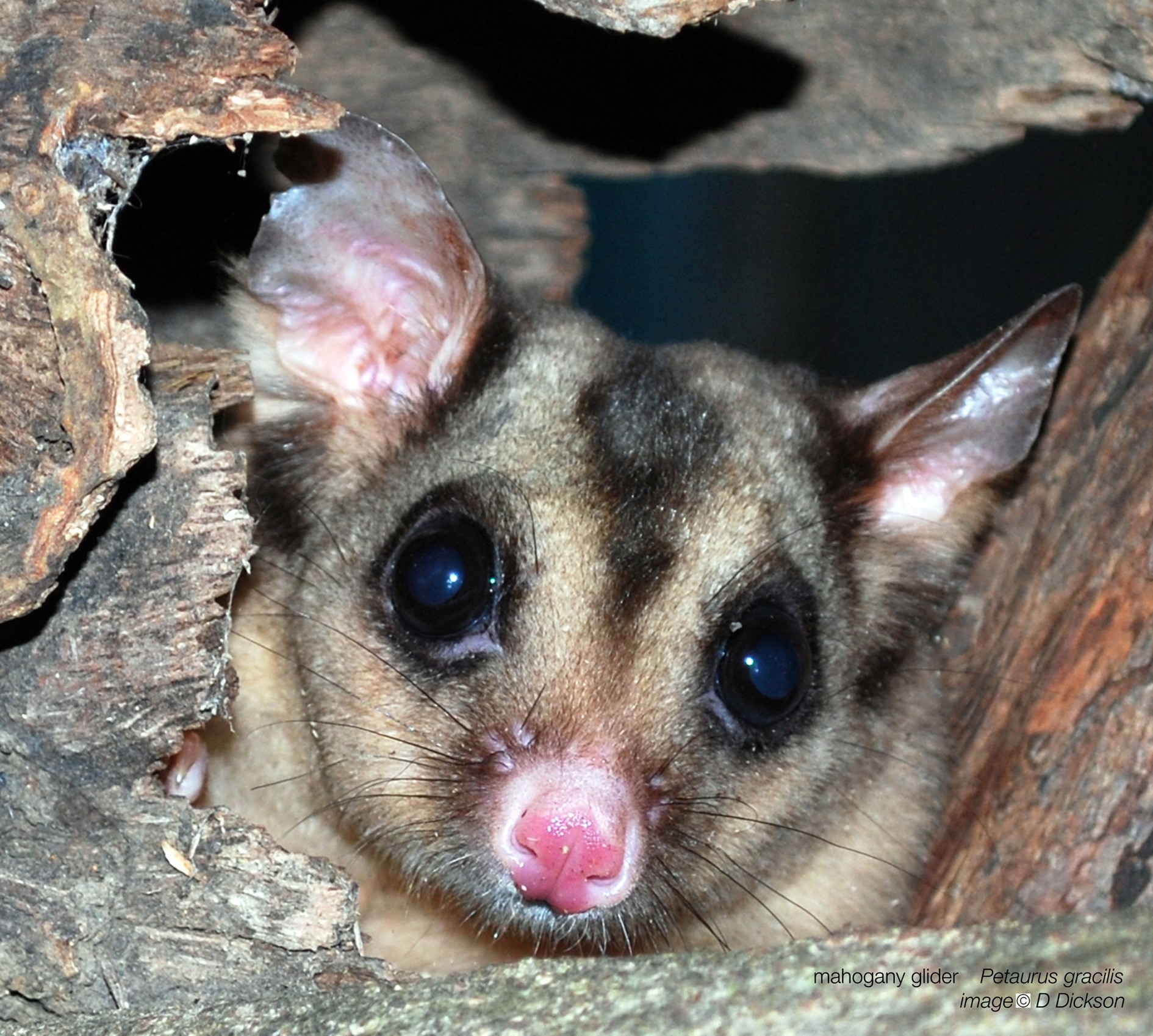 Animal that 'disappeared from science' for 100 years fights for funding