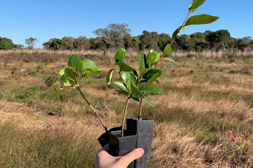 A person's hand holding a tree to be planted