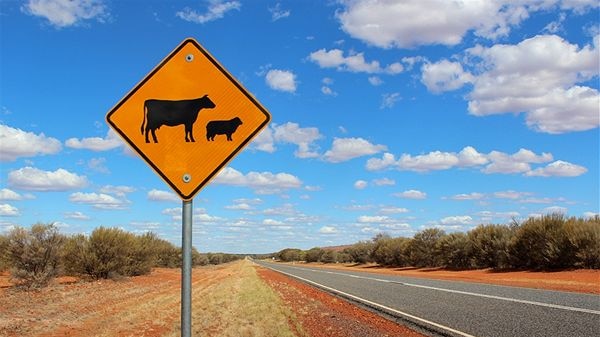 A yellow cattle crossing sign appears alongside a long stretch of road surrounded by scrub and red dirt in the outback.