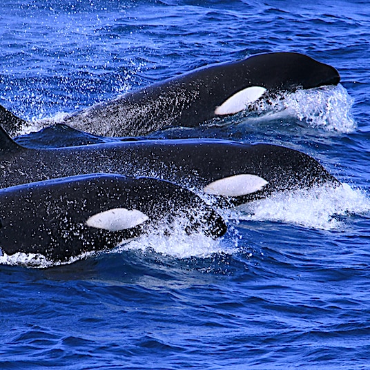 Four black and white orcas swimming in a row crest through blue waves. 