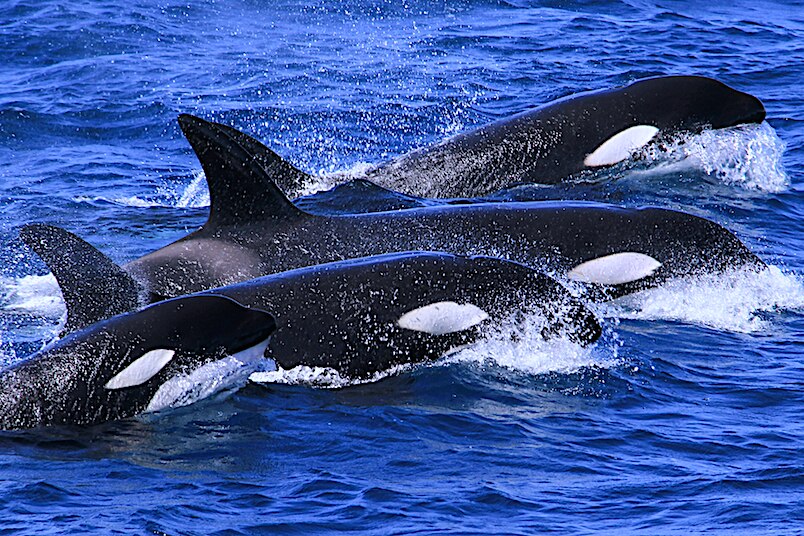 Four black and white orcas swimming in a row crest through blue waves. 