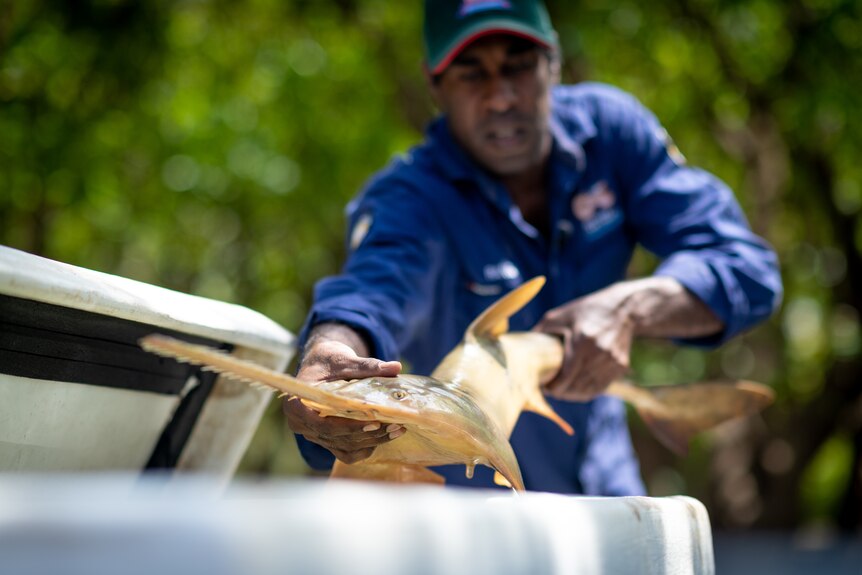 A ranger in a blue shirt lowers a sawfish into a tank.