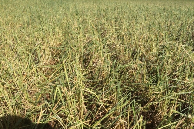 Hail damaged grain crops in central west New South Wales