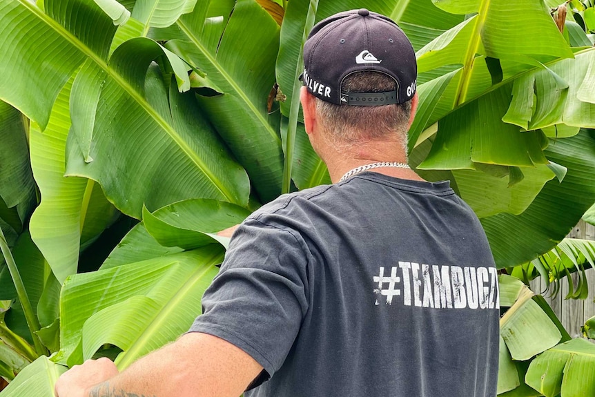A man in a black cap and tshirt tends to a large plant