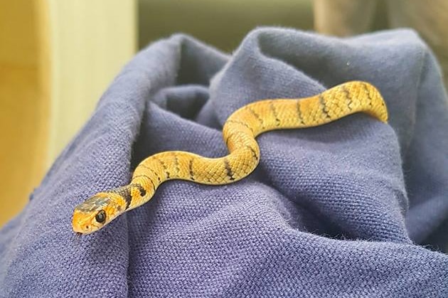 An eastern brown snake caught in Ormeau by Gold Coast and Brisbane Snake Catcher