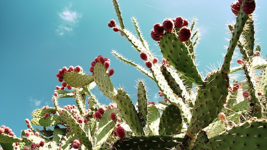 Bright flowers on a prickly pear.