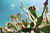 Bright flowers on a prickly pear.