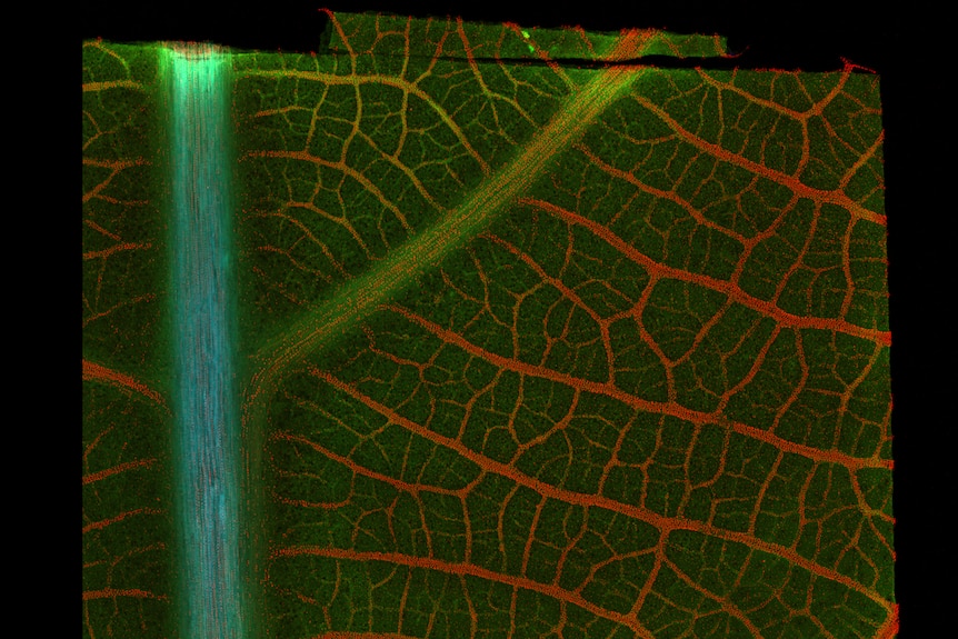 A close up image of a leaf showing the different chemical elements (nickel, calcium, cobalt) highlighted with different colours.