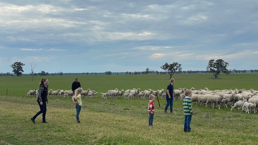 A family looks out to a paddock of sheep.