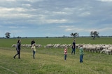 A family looks out to a paddock of sheep.