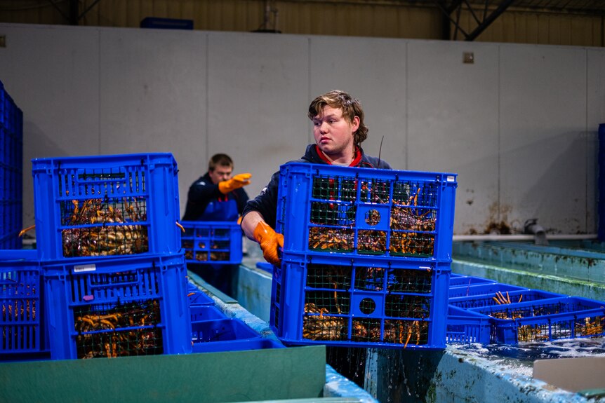 A worker at Michael Blake's lobster processing facility 