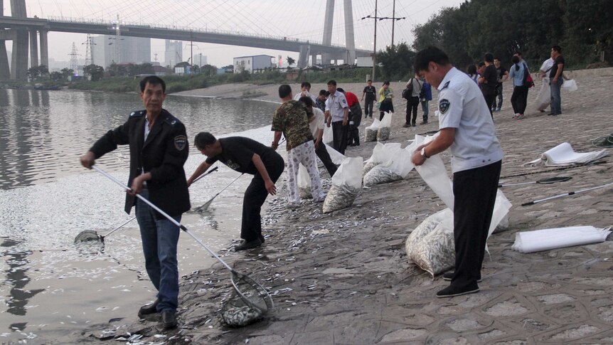 Workers remove dead fish from the Haihe river at Binhai new district in Tianjin