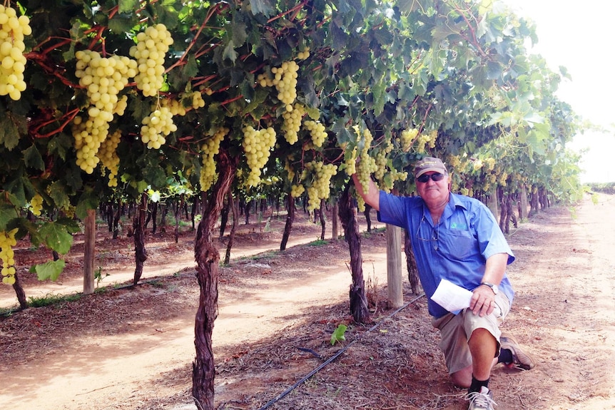 A man kneels next to grape vines