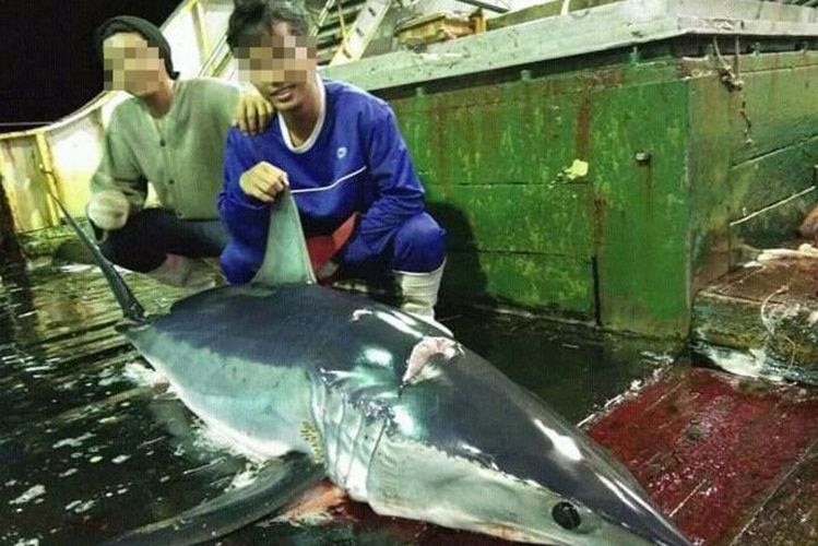 Two men with blurred faces pose behind a shark.