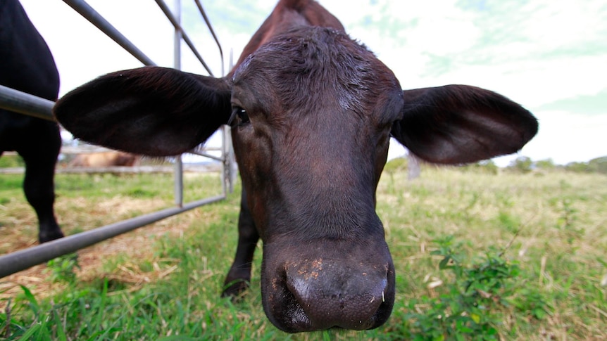 Eve - Australia's first hand-cloned, farm-born calf.