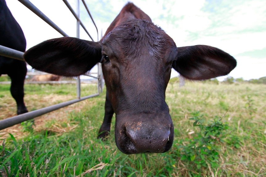 Close up of a brown cow