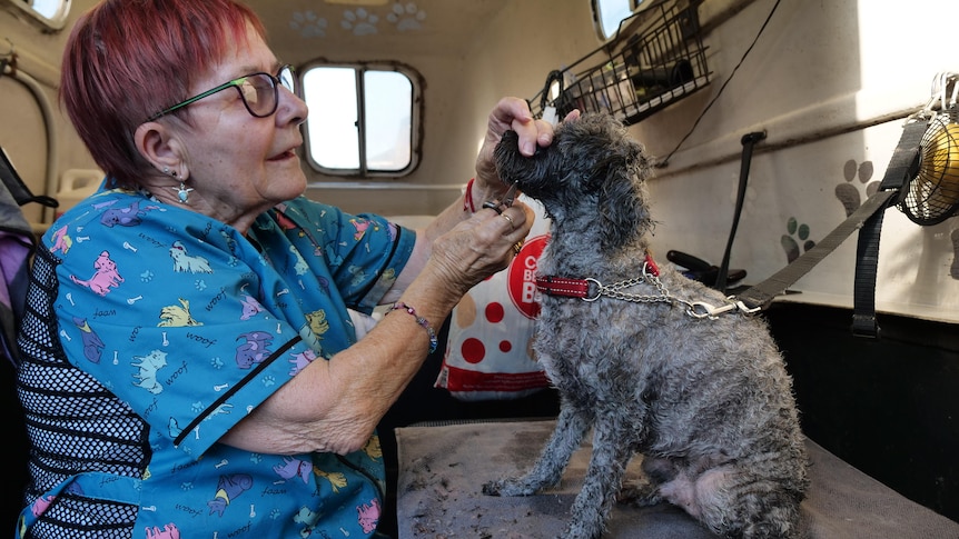 A woman in a blue top holds a small dog's face while chopping some hair on his chin.