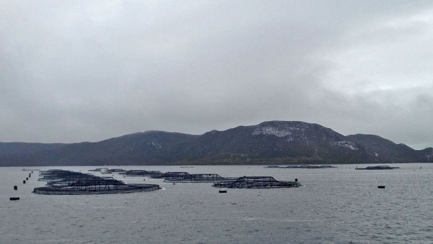 Fish farms partly blamed for environmental risk in Macquarie Harbour