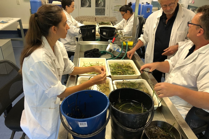 People in a lab filling buckets with seagrass.