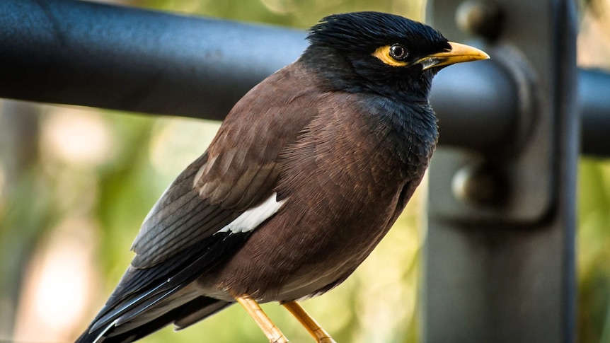 Common myna in Sydney