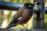 A close up Common myna in Sy