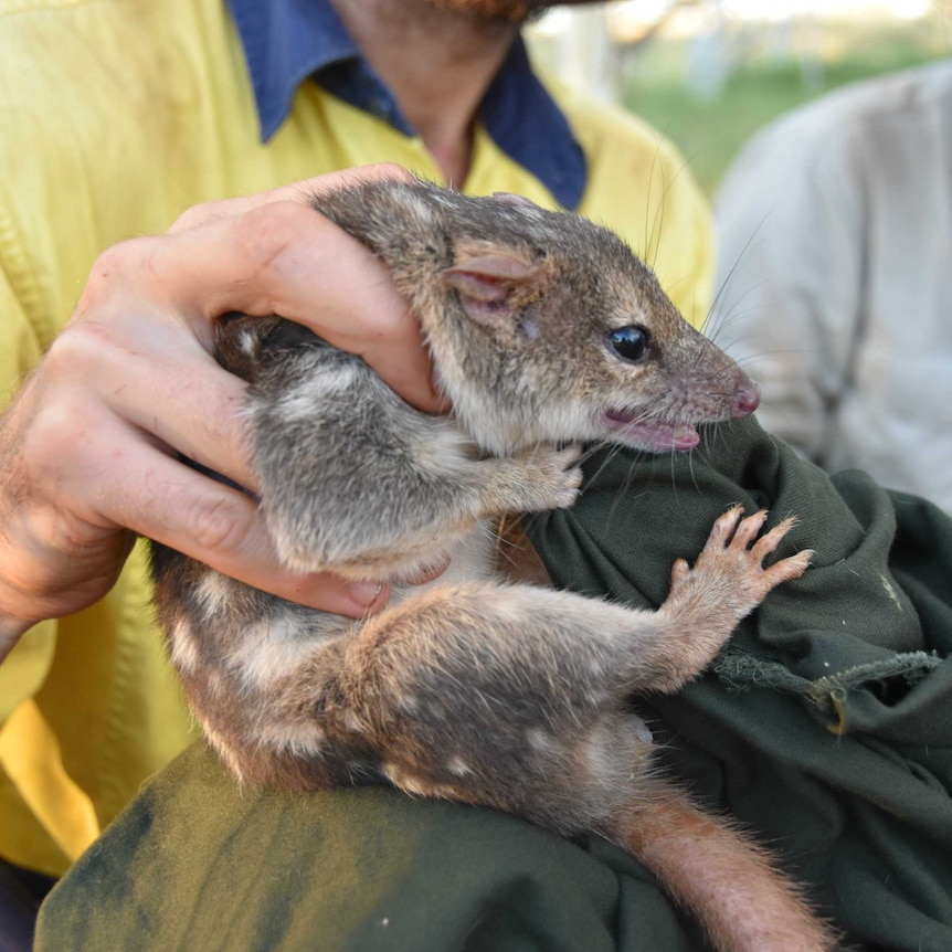 A man holds a northern quoll.
