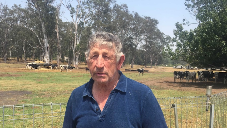 Dairy farmer with worried look in front of dairy cows and gum trees