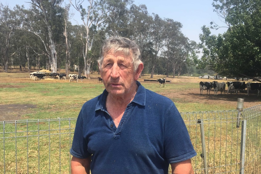 Dairy farmer with worried look in front of dairy cows and gum trees.