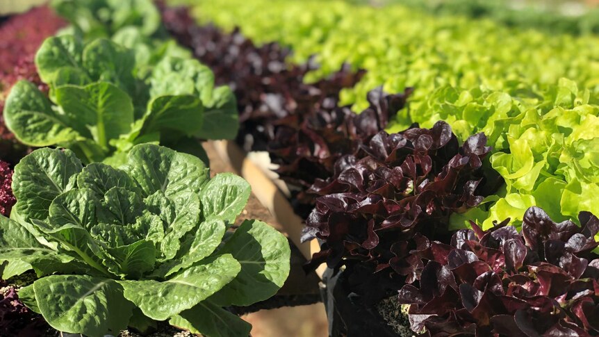 green and red lettuce grown in rows on a table in a greenhouse