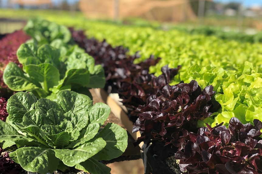 green and red lettuce grown in rows on a table in a greenhouse