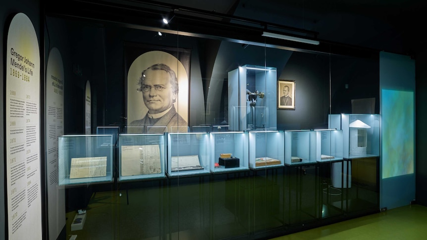 A display in the Mendel Museum Brno showing Mendel's instruments and notebooks.