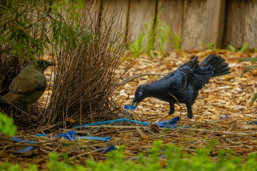 A male satin bowerbird at his bower.