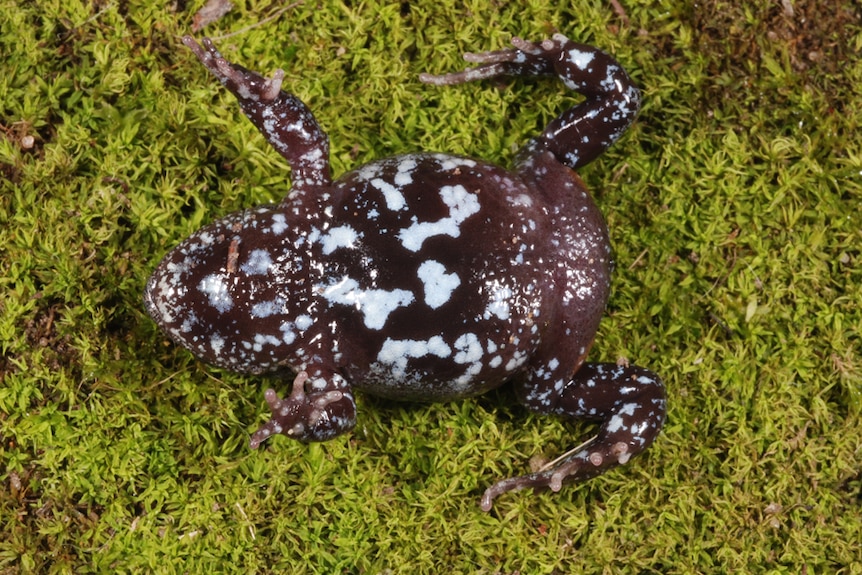 a belly of a cute frog, spotty with light blue.
