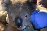 An adult koala gets a health check from a vet.
