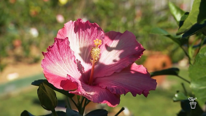 Pink and white petalled hibiscus flower growing in a garden