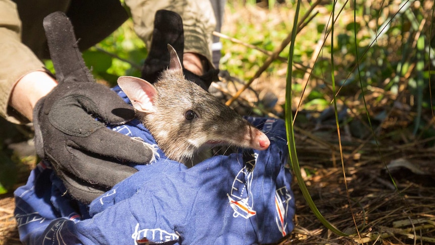 The head of a bandicoot is sticking out of a blue cloth bag being held by someone with black gloves, just before it is released.