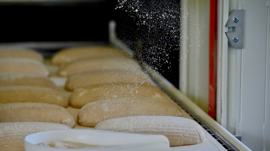 Loaves of sourdough before they go in the oven