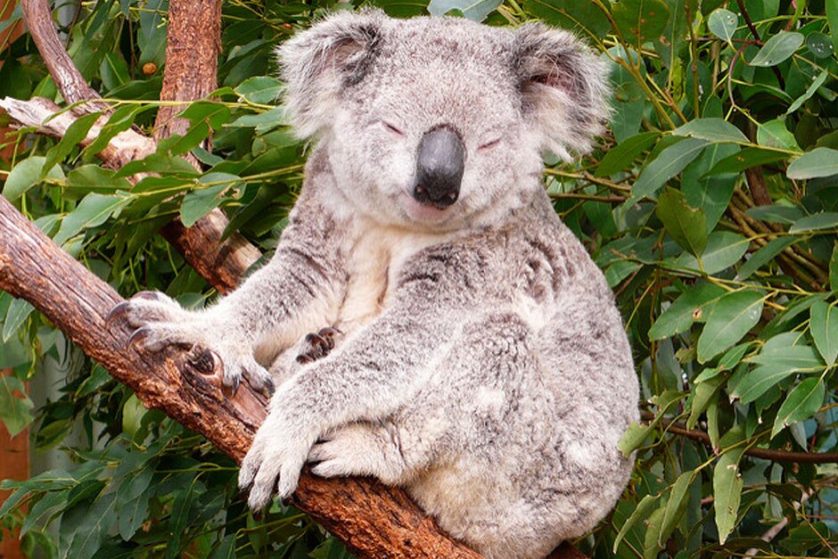 Smiling koala