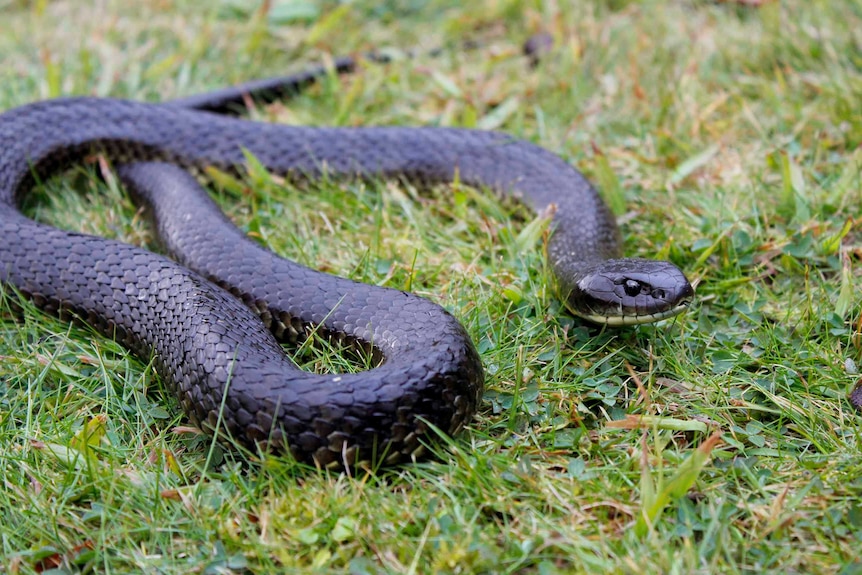 Tiger snake on a ground in Tasmania