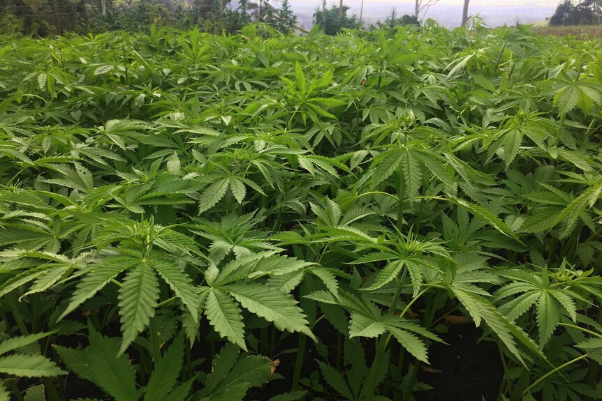 A trial field of cannabis growing in Queensland.