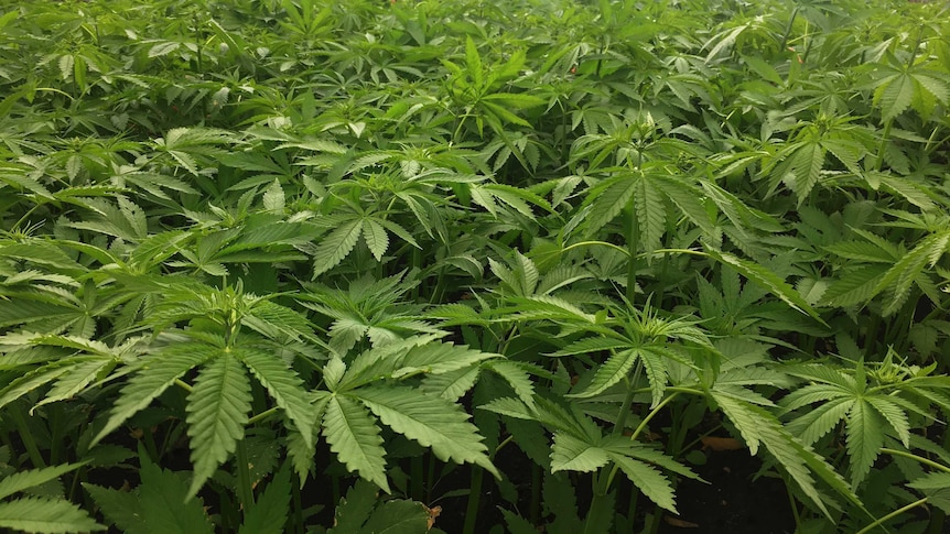 A trial field of cannabis growing in Queensland.