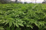 A trial field of cannabis growing in Queensland.