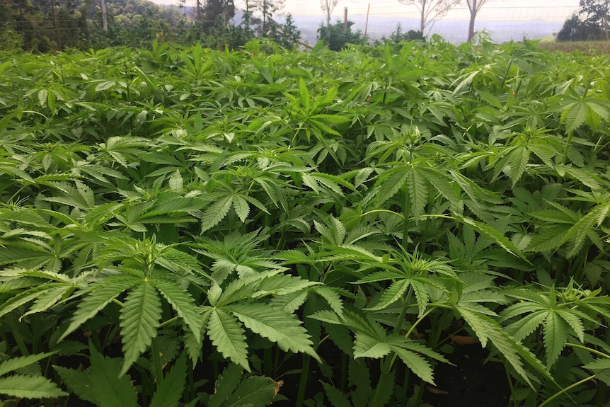 A trial field of cannabis growing in Queensland.