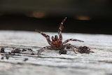 A funnel-web spider has two legs up in the air